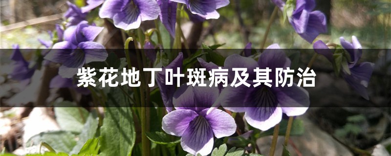 <strong>紫花地丁葉斑病及其防治</strong>