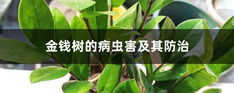 <strong>金錢樹的病蟲害及其防治</strong>