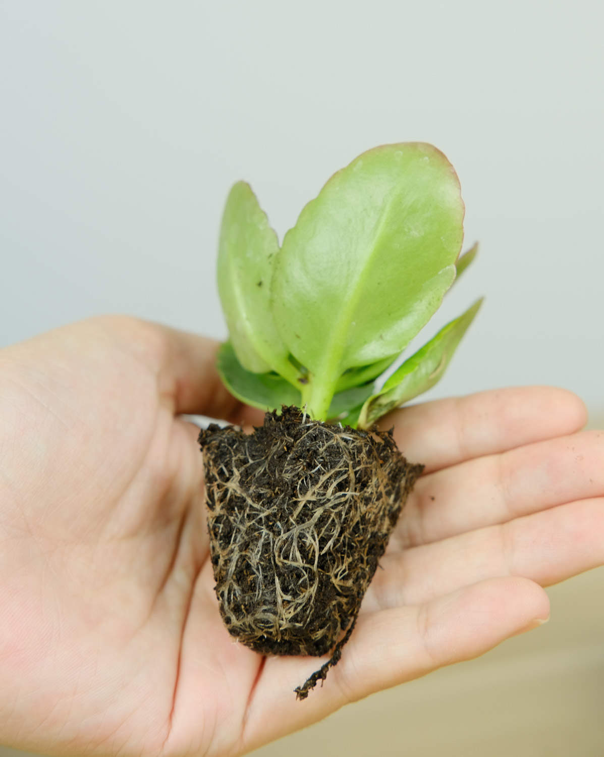 長壽花花莖發黑怎麼解決，怎麼處理？