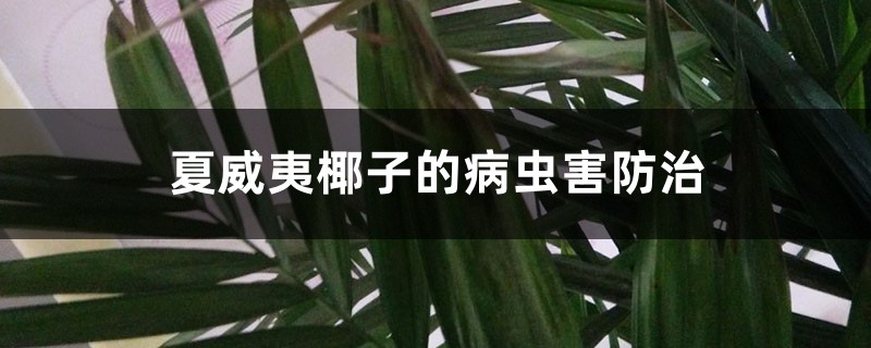 <strong>夏威夷椰子的病蟲害防治</strong>