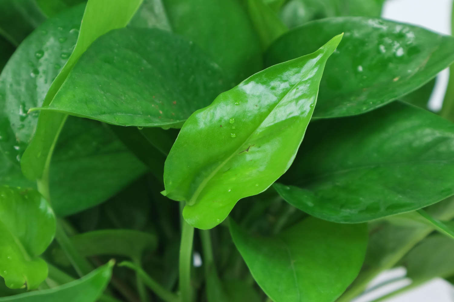 冬天綠蘿葉子有黑斑怎麼解決，怎麼處理