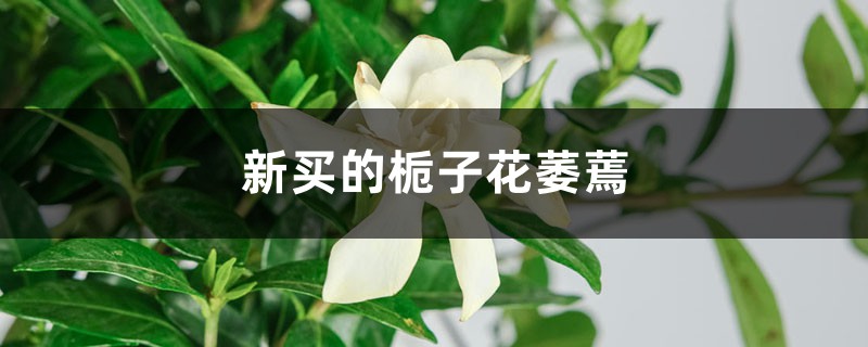 <strong>新買的梔子花萎蔫怎麼解決，怎麼處理</strong>