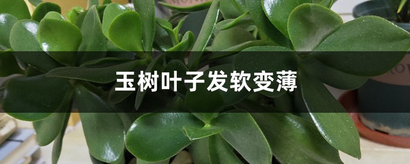 <strong>玉樹葉子發軟變薄怎麼解決，怎麼處理</strong>