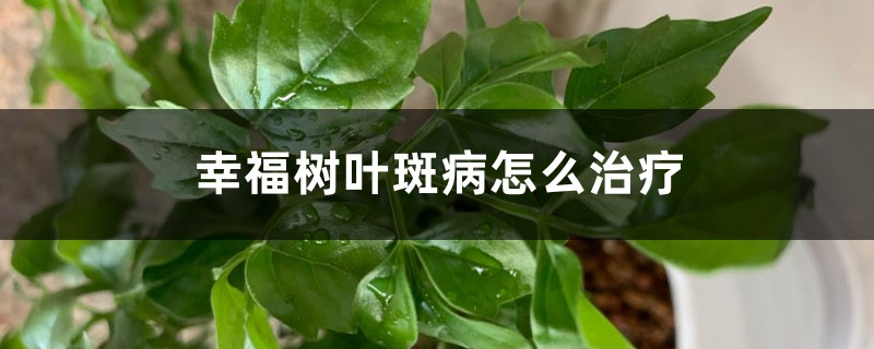 <b>幸福樹葉斑病怎麼治療（附發病圖片）</b>