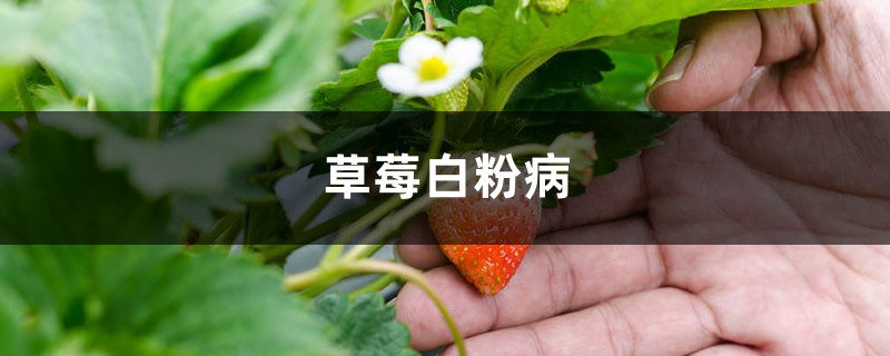 <strong>草莓白粉病怎麼治療</strong>