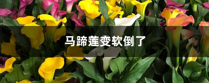 <strong>馬蹄蓮變軟倒了怎麼解決，怎麼處理</strong>