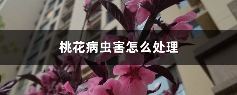 <strong>桃花病蟲害怎麼處理，桃花蟲害症狀</strong>