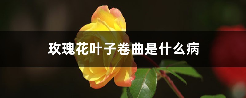 <strong>玫瑰花葉子卷曲是什麼病，葉子卷曲怎麼解決，怎麼處理</strong>