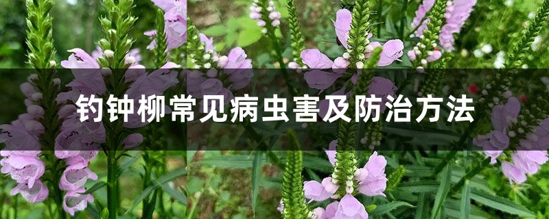 <strong>釣鍾柳常見病蟲害及防治方法</strong>