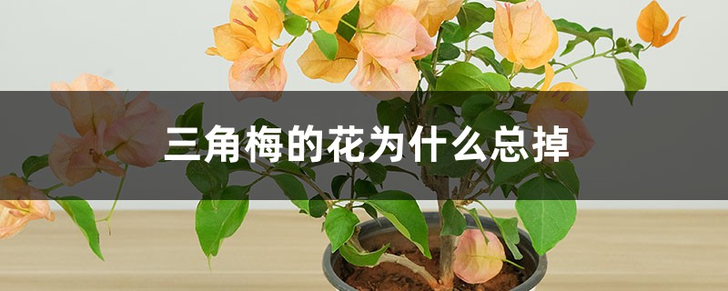 <strong>三角梅的花為什麼總掉</strong>