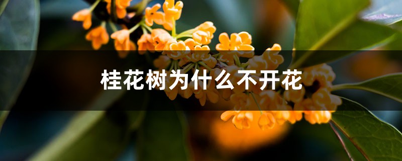 <strong>桂花樹為什麼不開花</strong>