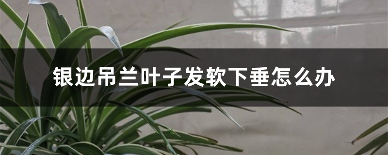 <strong>銀邊吊蘭葉子發軟下垂怎麼解決，怎麼處理</strong>