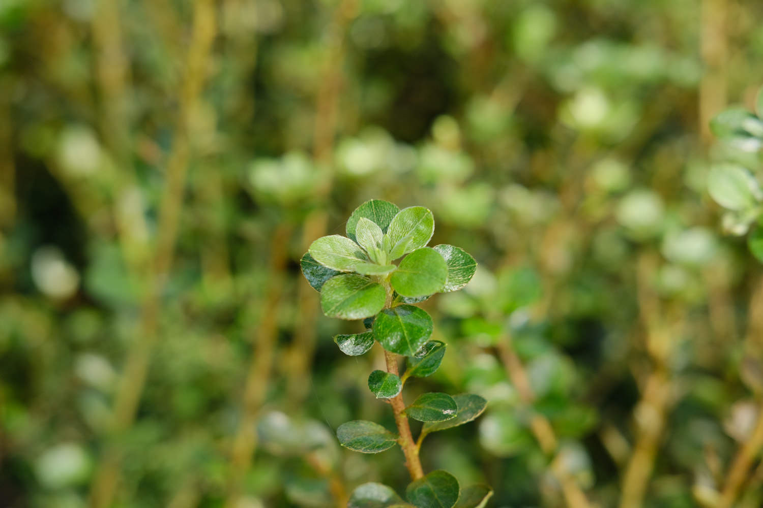 杜鵑花掉葉子怎麼解決，怎麼處理