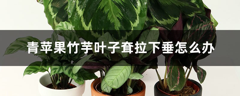 <strong>青蘋果竹芋葉子耷拉下垂怎麼解決，怎麼處理</strong>