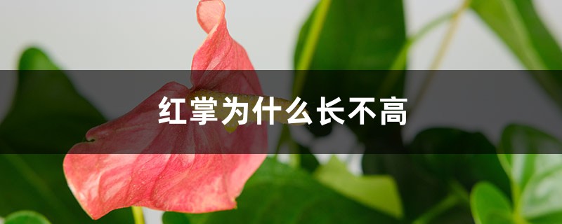 <strong>紅掌為什麼長不高</strong>