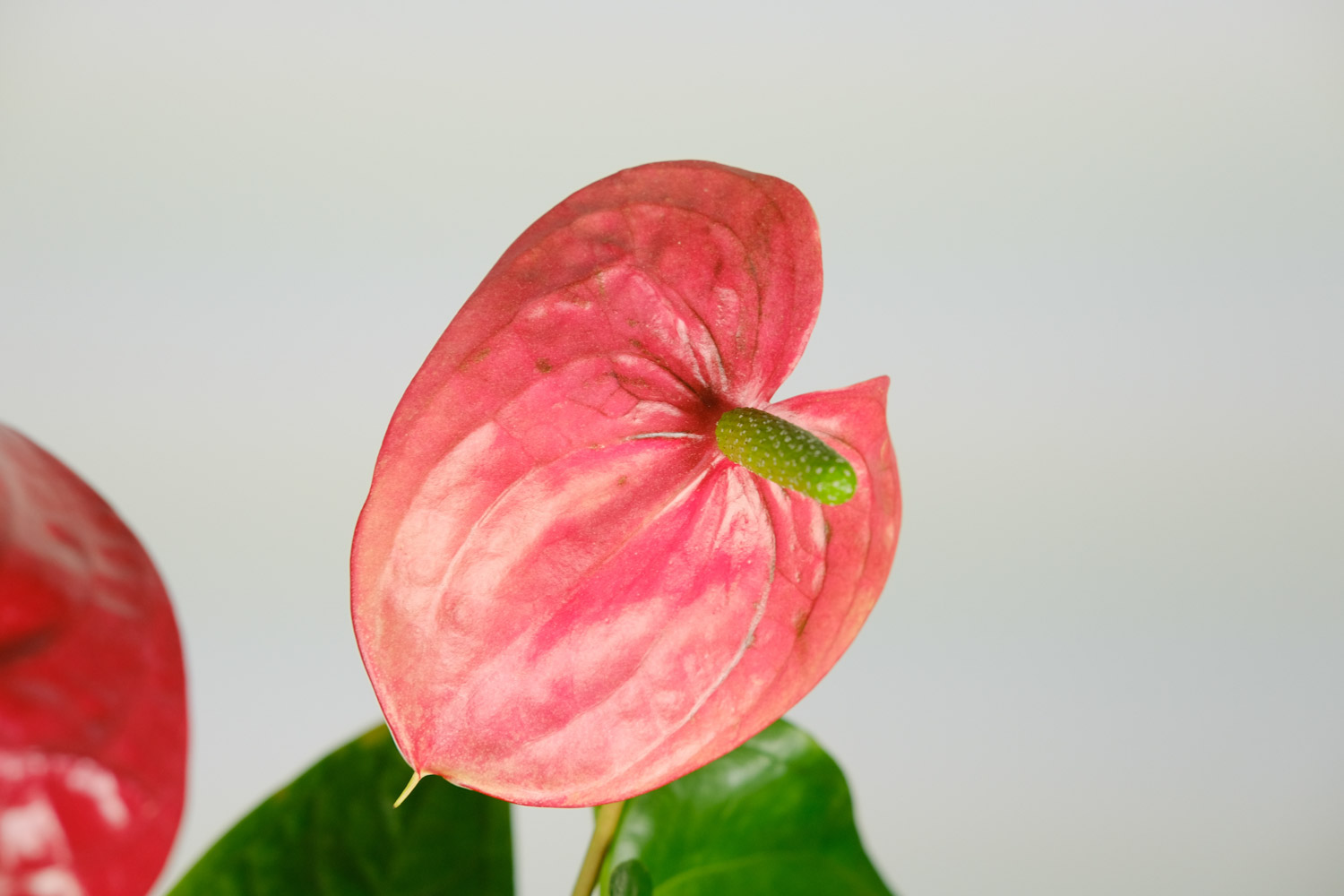 紅掌不開花是什麼原因，花小是什麼原因