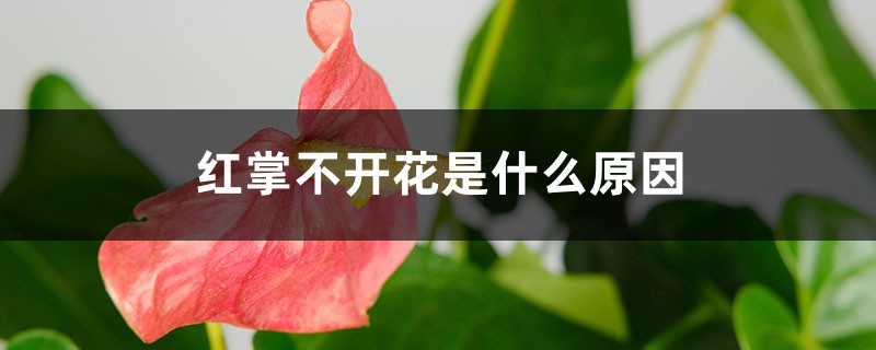 <strong>紅掌不開花是什麼原因，花小是什麼原因</strong>