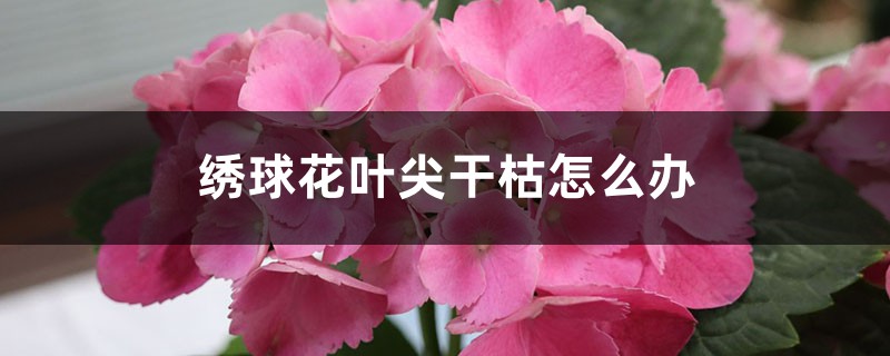 <strong>繡球花葉尖幹枯怎麼解決，怎麼處理</strong>