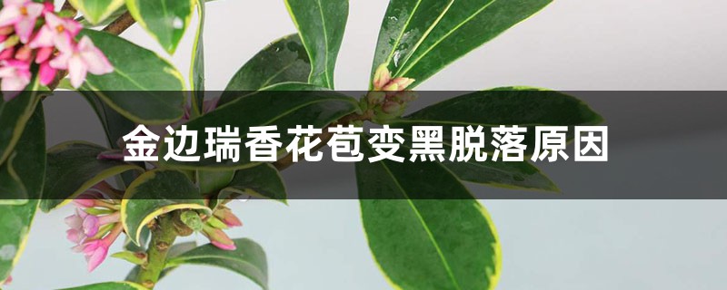 <strong>金邊瑞香花苞變黑脫落，還能救活嗎</strong>