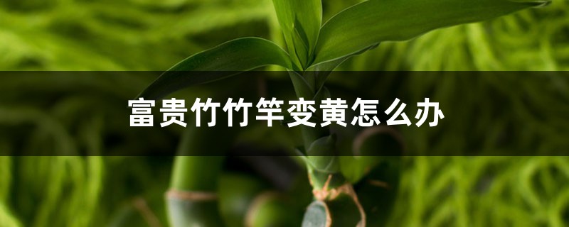 <strong>富貴竹竹竿變黃怎麼解決，怎麼處理</strong>