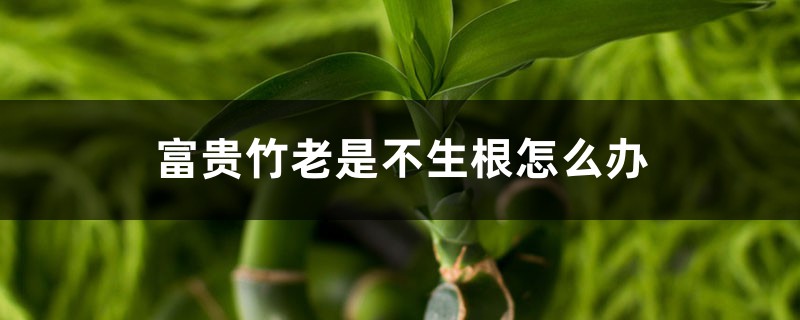 <strong>富貴竹老是不生根怎麼解決，怎麼處理</strong>