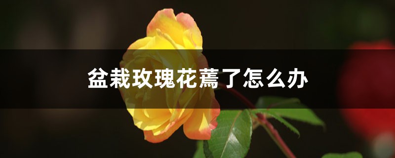 <b>盆栽玫瑰花蔫了怎麼解決，怎麼處理</b>