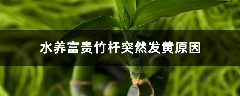 <b>水養富貴竹杆突然發黃，不要慌，1招就變綠</b>