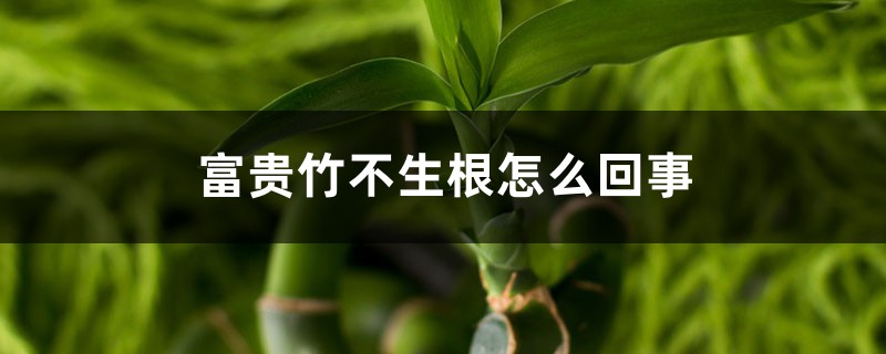 <b>富貴竹不生根怎麼回事（最快生根方法）</b>