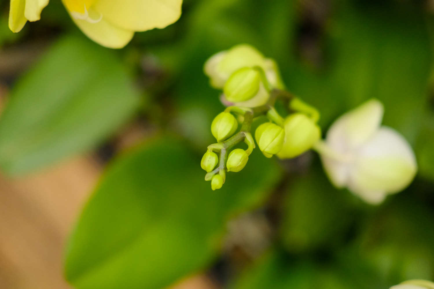 蝴蝶蘭葉子褶皺變軟怎麼解決，怎麼處理，全掉了怎麼解決，怎麼處理