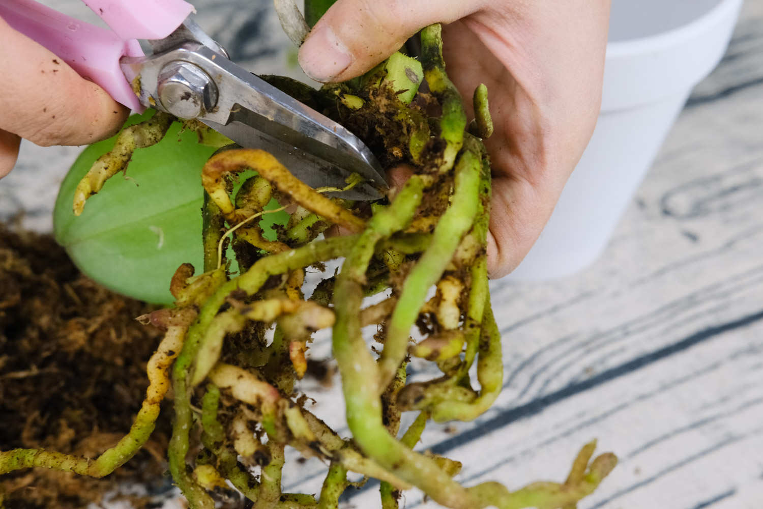 蝴蝶蘭葉子褶皺變軟怎麼解決，怎麼處理，全掉了怎麼解決，怎麼處理