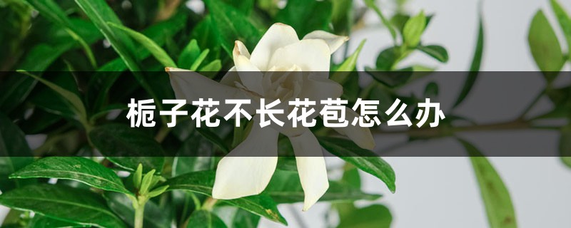 <strong>梔子花不長花苞怎麼解決，怎麼處理</strong>