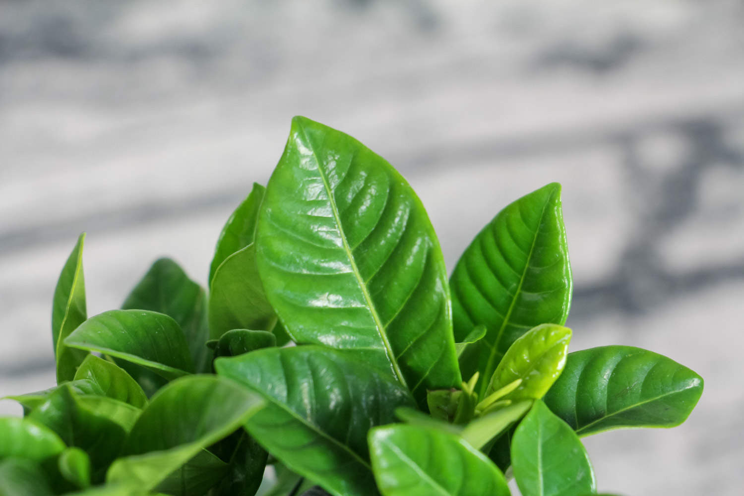 梔子花葉子邊緣發黑枯萎怎麼解決，怎麼處理