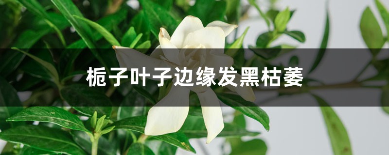 <strong>梔子花葉子邊緣發黑枯萎怎麼解決，怎麼處理</strong>