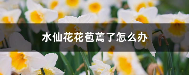 <b>水仙花花苞蔫了怎麼解決，怎麼處理</b>