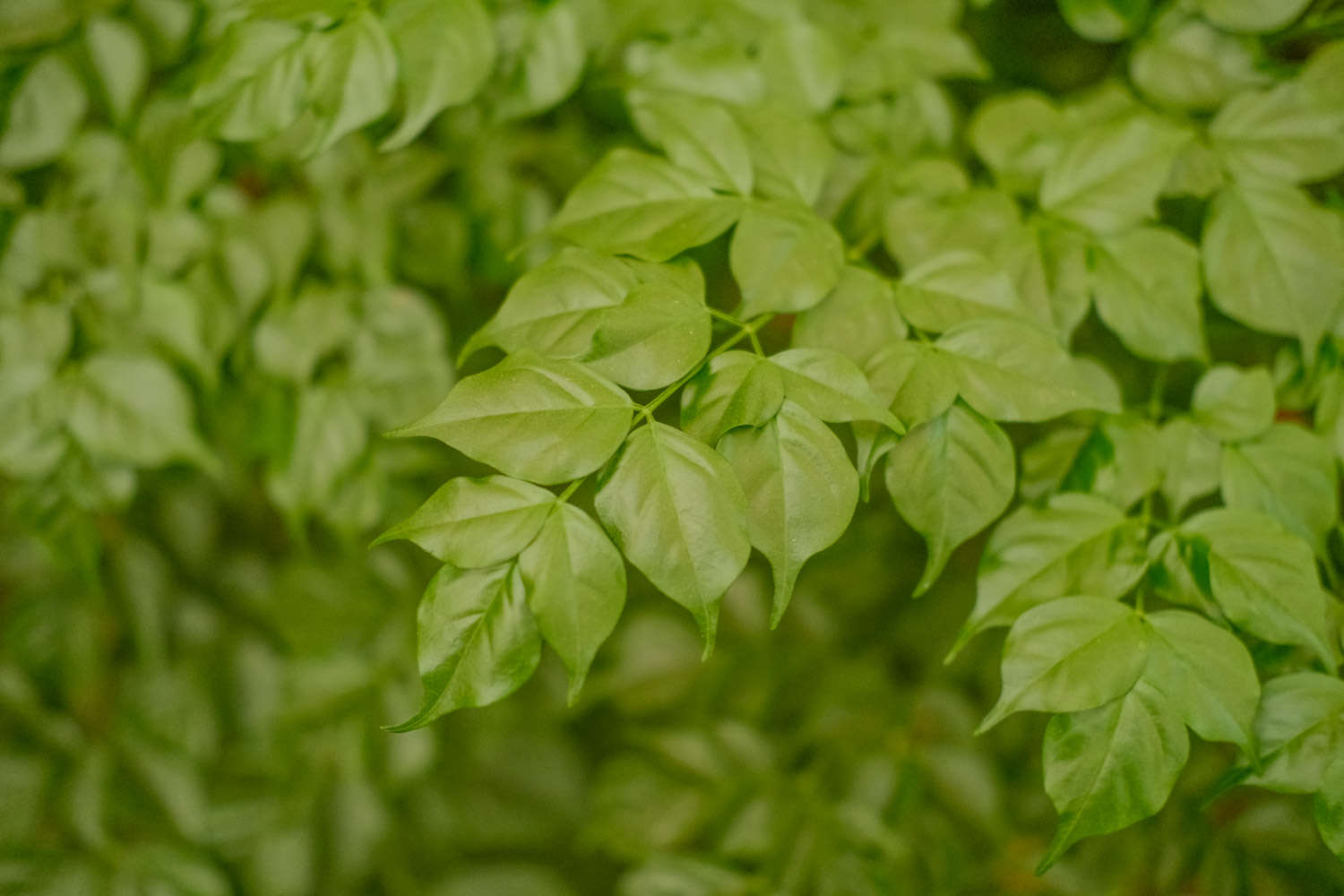 幸福樹葉子耷拉怎麼解決，怎麼處理