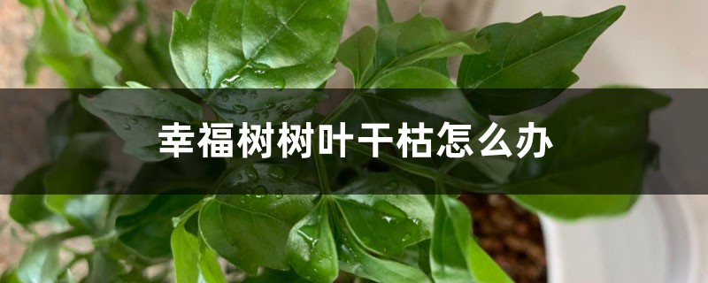 <b>幸福樹樹葉幹枯怎麼解決，怎麼處理</b>