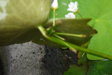 一葉蓮葉子腐爛怎麼解決，怎麼處理