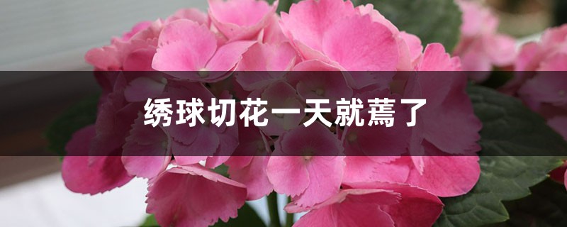 <strong>繡球切花一天就蔫了怎麼解決，怎麼處理</strong>