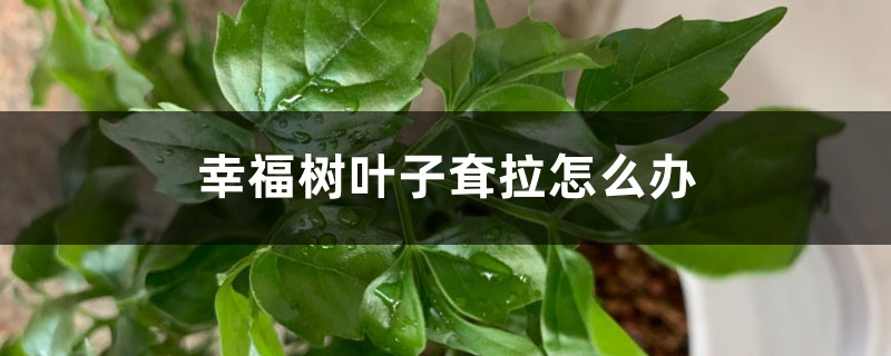 <b>幸福樹葉子耷拉怎麼解決，怎麼處理</b>