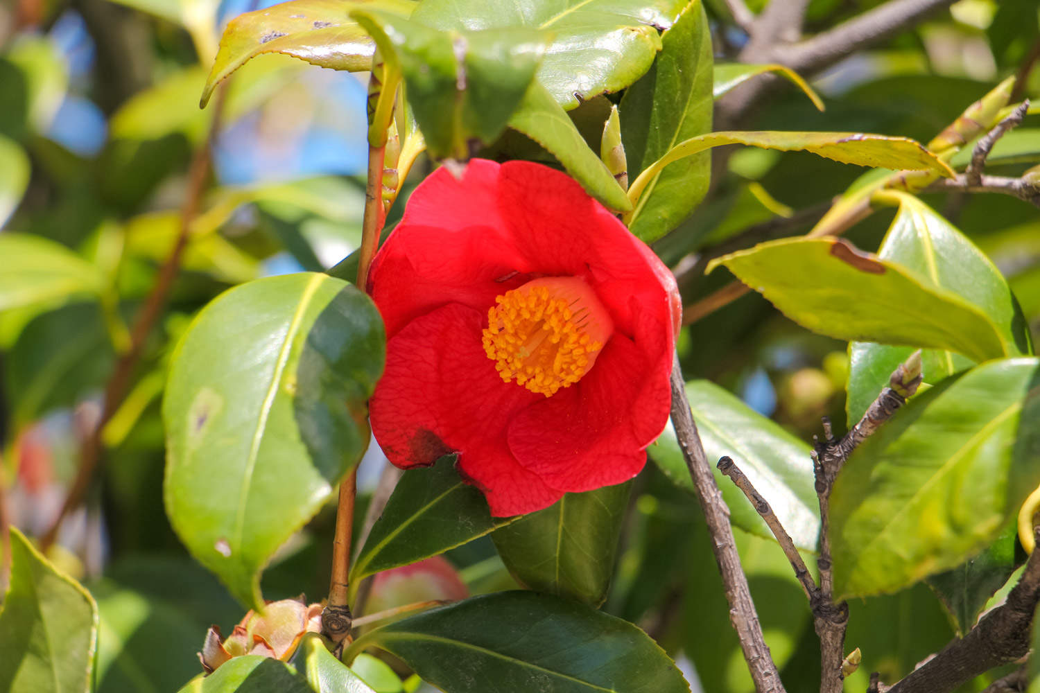 茶花落葉是什麼原因