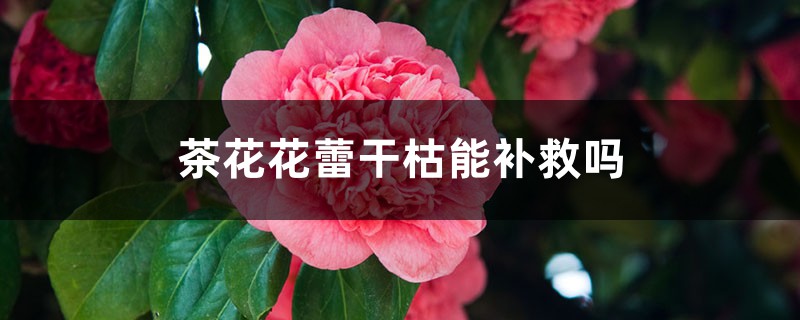 <strong>茶花花蕾幹枯怎麼補救</strong>