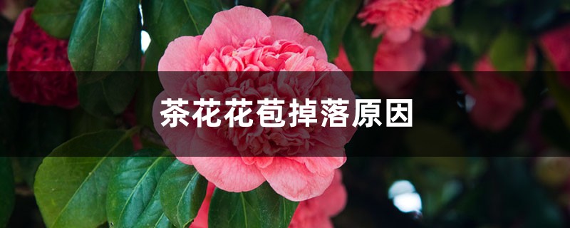 <strong>茶花花苞掉落原因是什麼</strong>