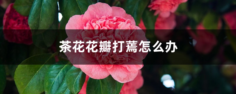 <strong>茶花花瓣打蔫怎麼解決，怎麼處理</strong>