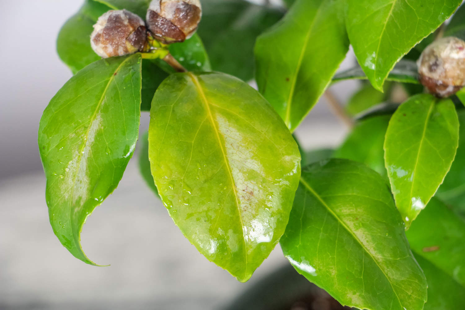 茶花的葉子幹硬脫落什麼原因