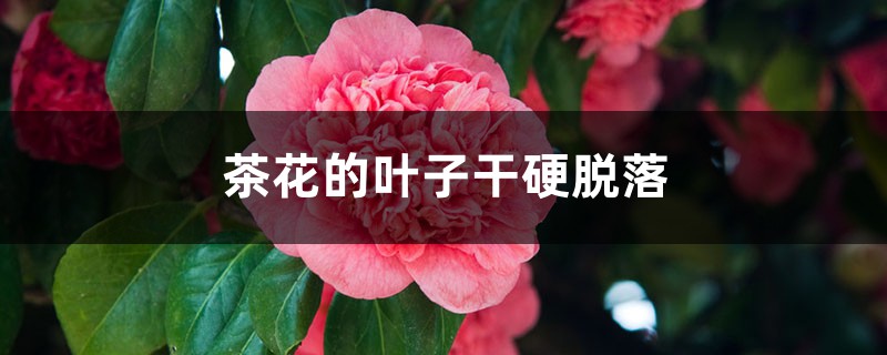 <strong>茶花的葉子幹硬脫落什麼原因</strong>