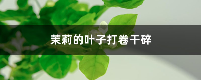 <strong>茉莉的葉子打卷幹碎怎麼解決，怎麼處理</strong>