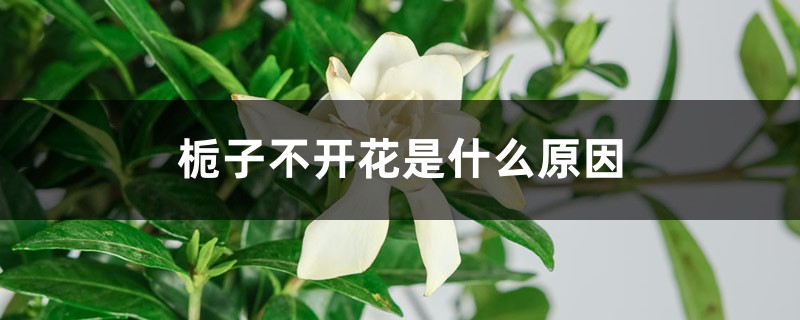 <strong>梔子不開花是什麼原因</strong>