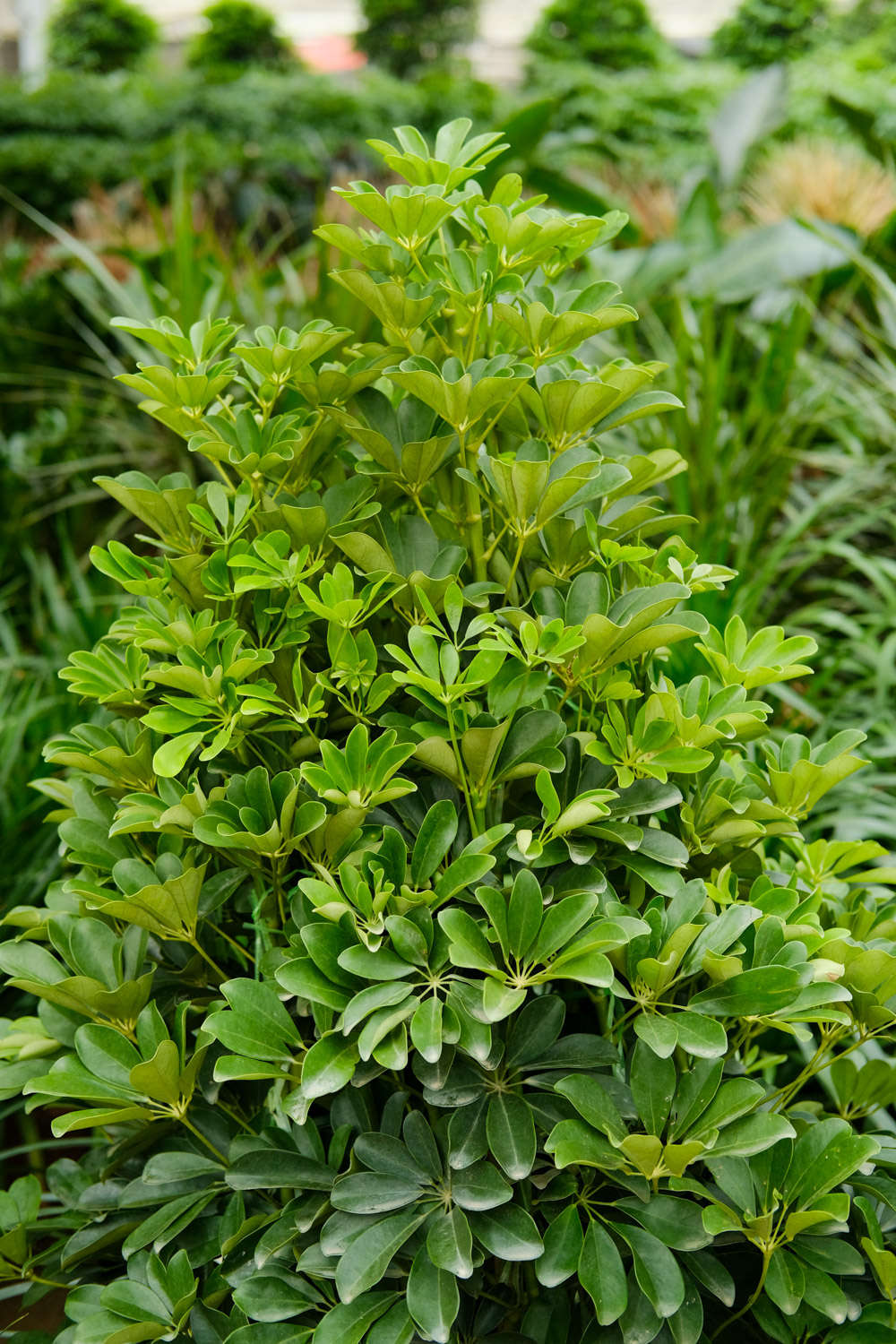 鴨腳木凍了怎麼挽救