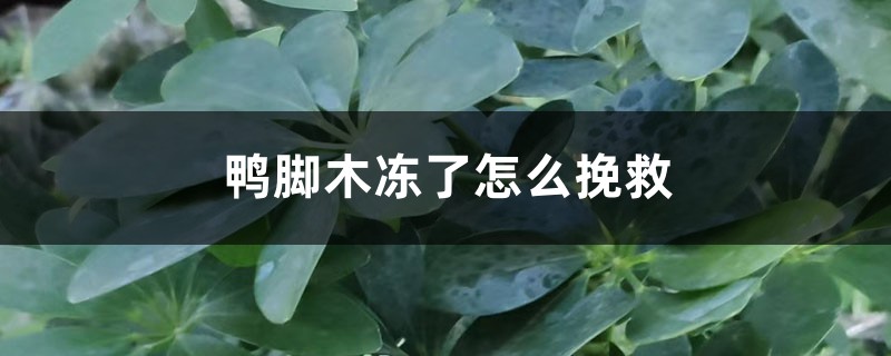 <strong>鴨腳木凍了怎麼挽救</strong>