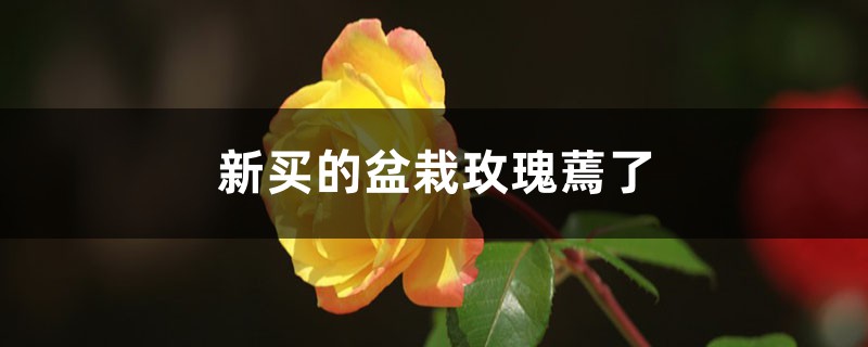 <strong>新買的盆栽玫瑰蔫了要怎麼解決，怎麼處理</strong>